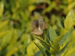 長尾縫葉鶯 Common tailorbird 
DSC_1823s