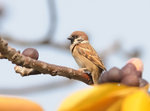 樹麻雀 Eurasian Tree Sparrow
DSC_8299s