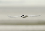 鷗咀噪鷗 Gull-billed Tern

DSC_9907s