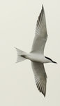 鷗咀噪鷗 Gull-billed Tern

   DSC_9908s