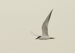 鷗咀噪鷗 Gull-billed Tern

DSC_9917s
