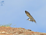 褐翅燕鷗 Bridled Tern