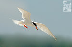 粉紅燕鷗 Roseate Tern