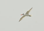 紅嘴巨鷗 Caspian Tern