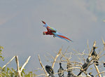 紅綠金剛鸚鵡 Red and Green Macaw