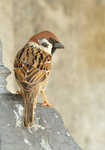麻雀 Eurasian Tree Sparrow