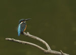 翠鳥 Common Kingfisher