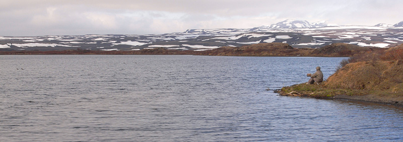 birding at Myvatn Lake