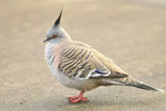 Crested Pigeon @ Adelaide Hill