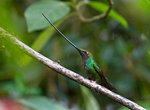 Sword-billed Hummingbird @Yanacocha Reserve
