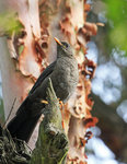 Great Thrush, female @San Jorge Botanical Reserve