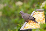 Eared Dove @San Jorge Botanical Reserve