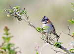 Rufous-collared Sparrow @Yanacocha Reserve