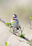 Rufous-collared Sparrow @Yanacocha Reserve