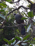 Sickle-winged Guan @Yanacocha Reserve