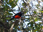 Scarlet-bellied Mountain-Tanager @Yanacocha Reserve