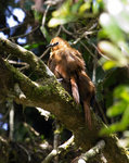 Rufous Wren  @Yanacocha Reserve