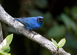 Masked Flowerpiercer @Yanacocha Reserve