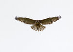 Variable Hawk @Yanacocha Reserve