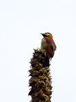 Crimson-mantled Woodpecker  @Antisana