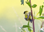 Hooded Siskin, male  @Antisana