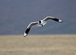 Andean Gull  @Antisana