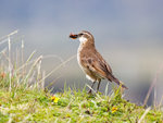 Bar-winged Cinclodes @Antisana