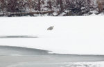 Snowy Owl 雪鴞