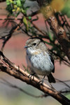 Reunion Stonechat, female