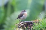 Reunion Stonechat,male
