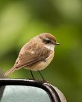 Reunion Stonechat,female