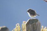 Reunion Stonechat