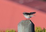 Reunion Stonechat