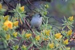 Reunion Olive White-eye