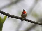 Rufous Hummingbird IMG_9117s