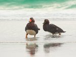 灰船鴨 Falkland Flightless Steamer Duck (endemic)