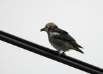 Chestnut-cheeked Starling 紫背椋鳥