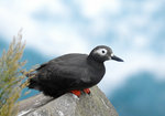 Spectacled Guillemot 白眶海鴿