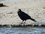 Large-billed Crow 大咀烏鴉