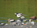 White Wagtail 白鶺鴒