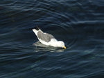 Slaty-backed Gull 灰背鷗