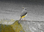 Grey Wagtail 灰鶺鴒