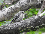 Japanese Pygmy Woodpecker 小啄木鳥