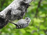 Japanese Pygmy Woodpecker 小啄木鳥
