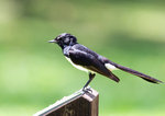 Willie Wagtail @ Centenary Lake