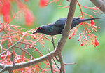 Metallic Starling @Daintree Village