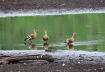 Plumed Whistling-Duck (endemic) @Hastie's Swamp