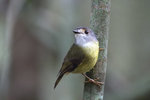 Pale-yellow Robin @Kingfisher Park