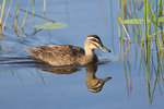 Pacific Black Duck @Lake Barrine