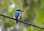 Forest Kingfisher @Lake Eacham